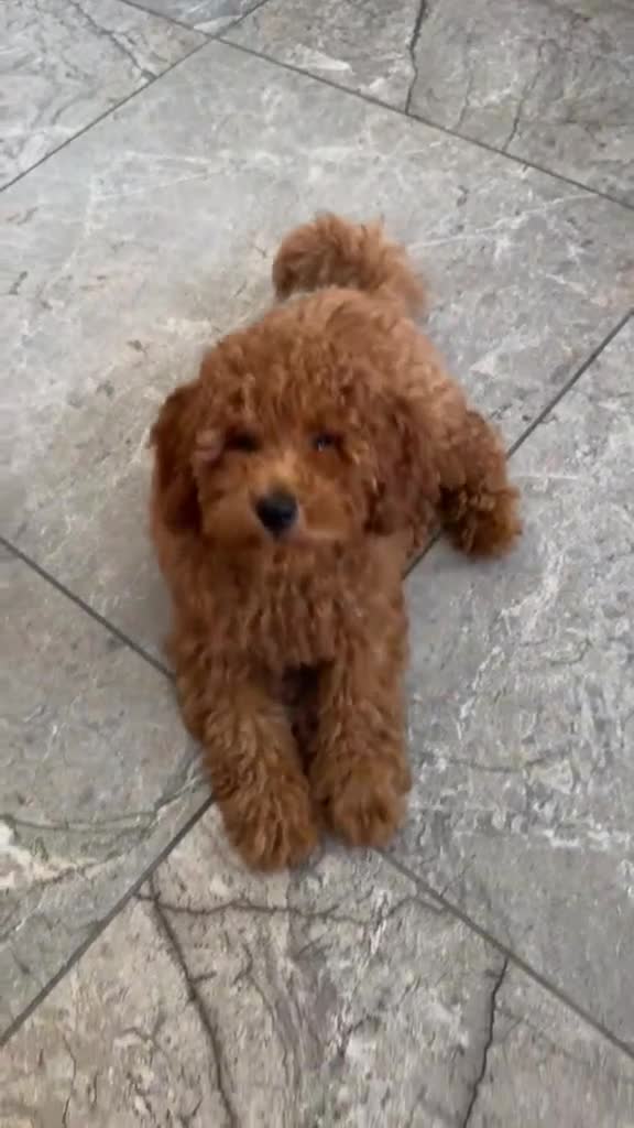 Toy Poodle dogs for sale: Red toy poodle - Video 1