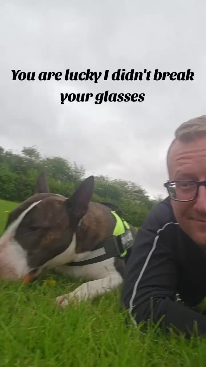 Bull Terrier dogs for stud: UK CH SIRED STUD - TOP EMRED & ARICON BLOODLINES - Video 1