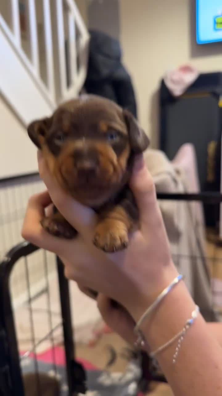 Miniature Dachshund dogs for sale:  Chocolate miniature dachshund  - Video 1