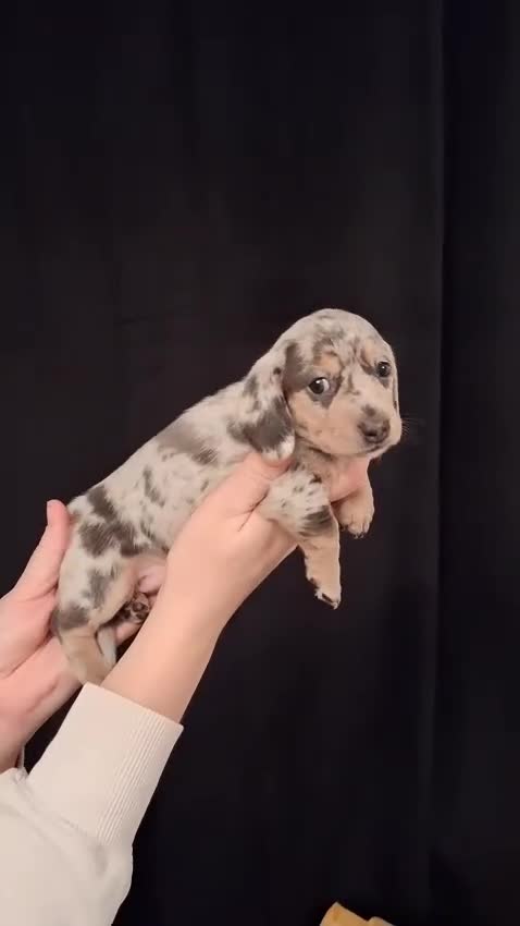 Miniature Dachshund dogs for sale: 1 remaining Beautuful mini short hair dachsund - Video 3