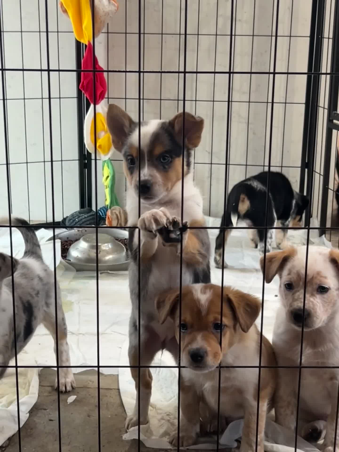 Mixed Breed dogs for sale: Stunning Border Heeler Puppies - Video 2
