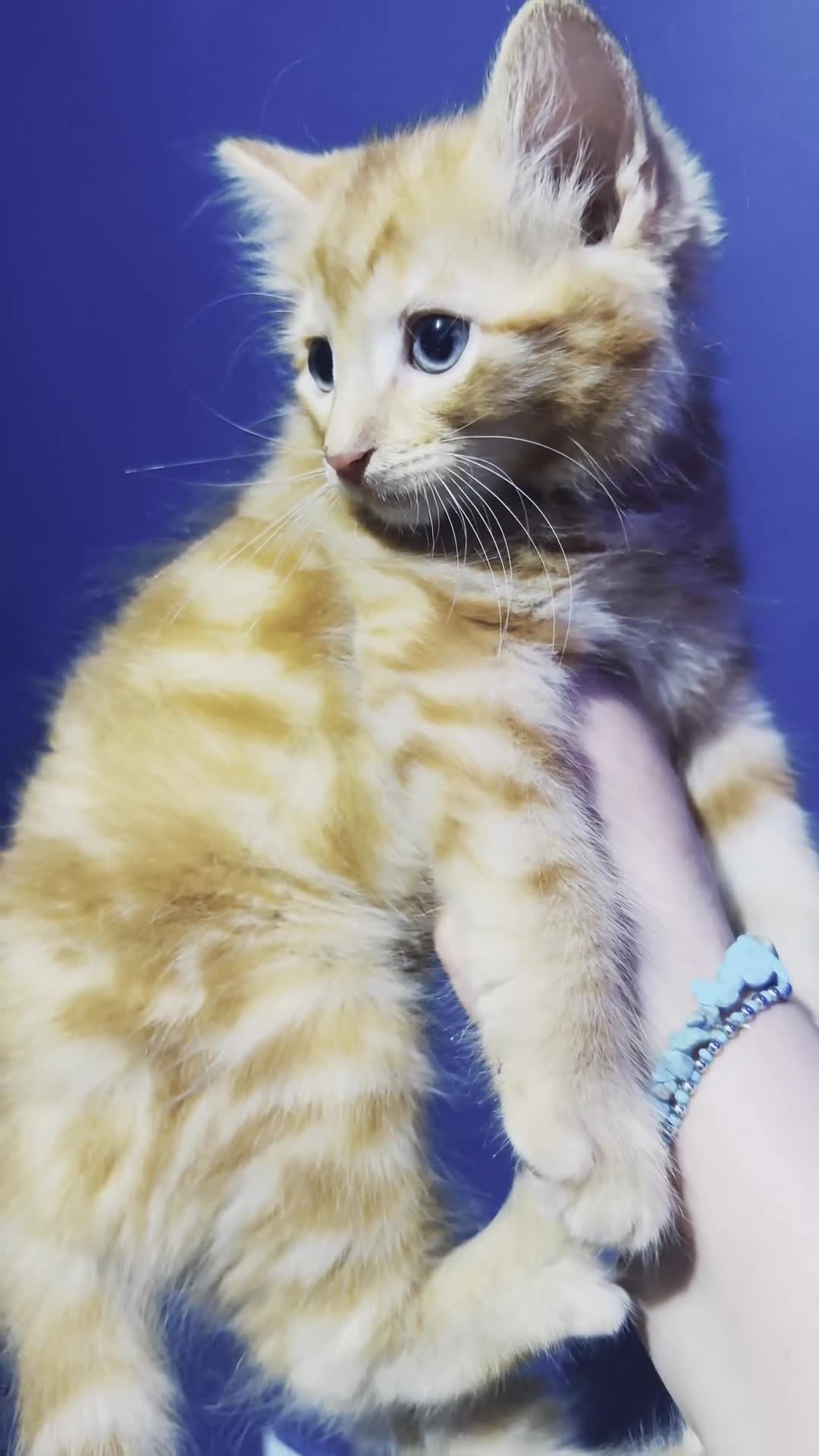 Maine Coon cats for sale: 2 beautiful cross kittens looking for loving homes - Video 1