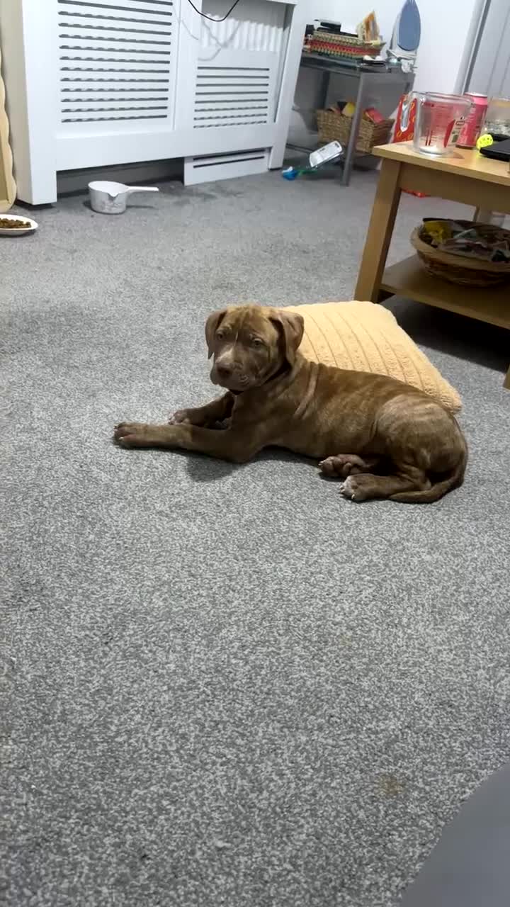 Mixed Breed dogs for sale: Cane corso x Dogue de bordeaux  in Birmingham - Video 1