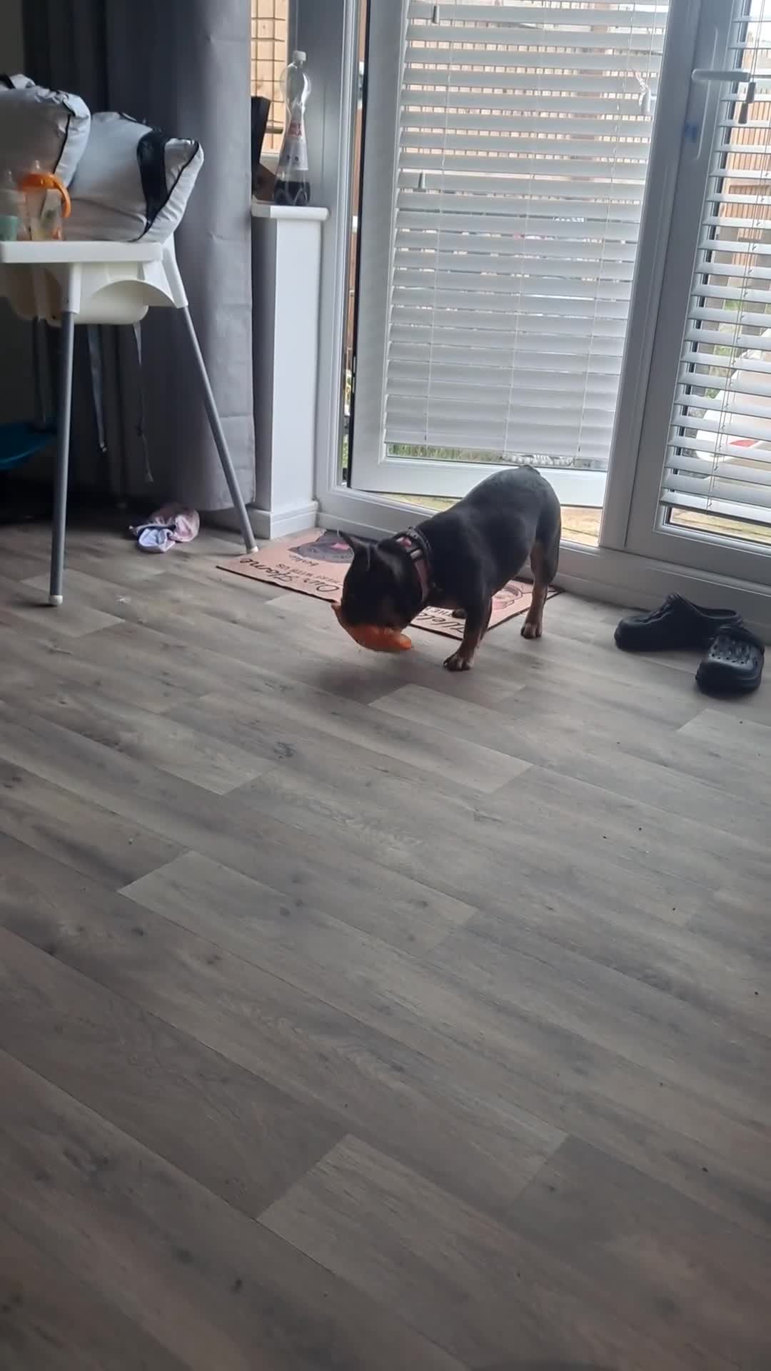 French Bulldog dogs for sale: Frenchie mia 11 months old nice compact size  - Video 2