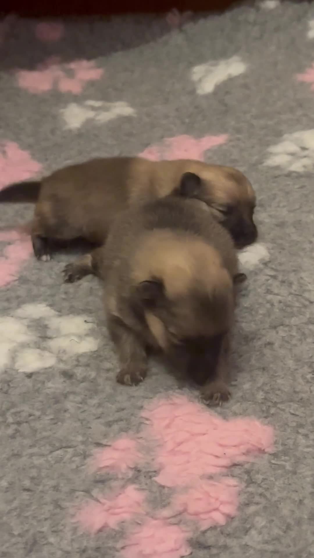 Pomeranian dogs for sale: Pomeranian puppy’s for sale - Video 1