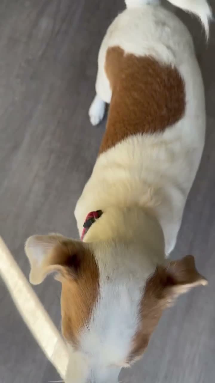 Jack Russell dogs for sale: Re homing  in Arundel - Video 1