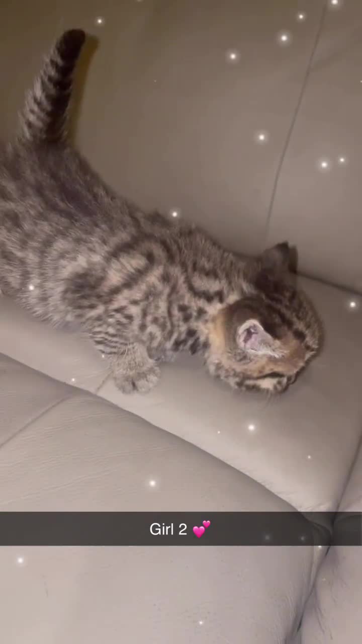 British Shorthair cats for sale: British Short Hair X - Video 1
