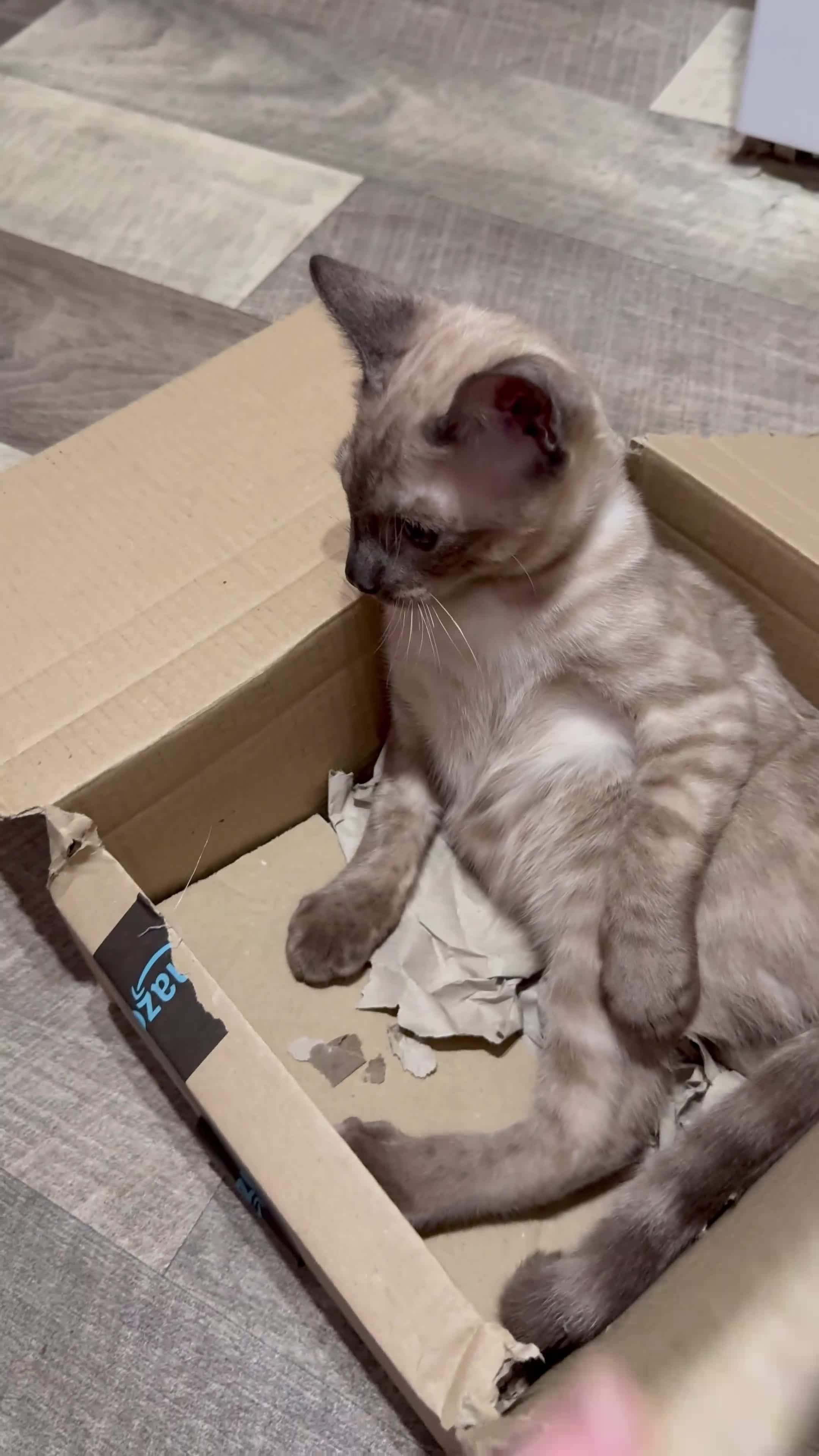 Bengal cats for sale: Seal Solid Silver Mink Bengals ❤️ - Video 1