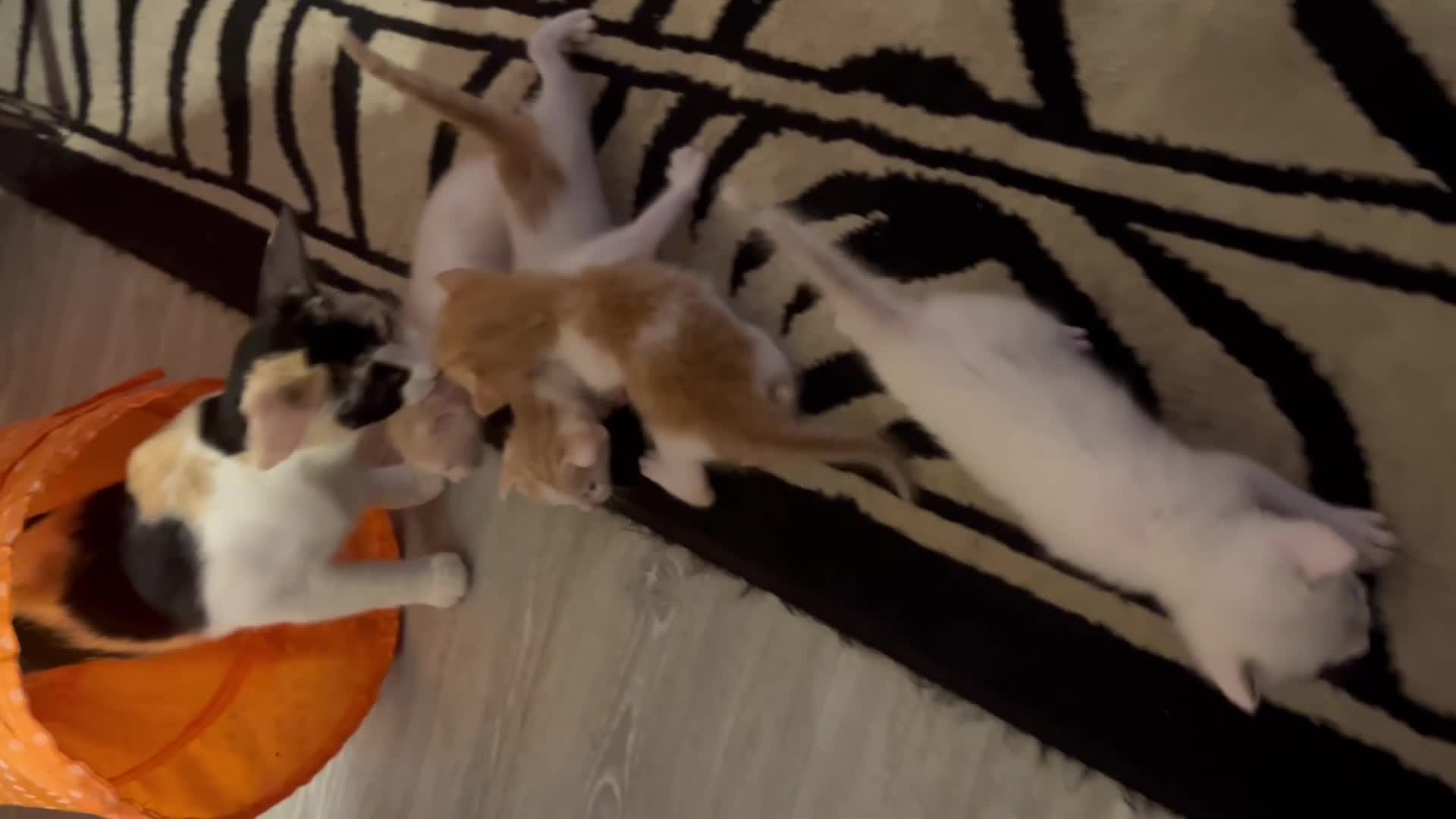 Oriental cats for sale: Gorgeous oriental kittens  - Video 1