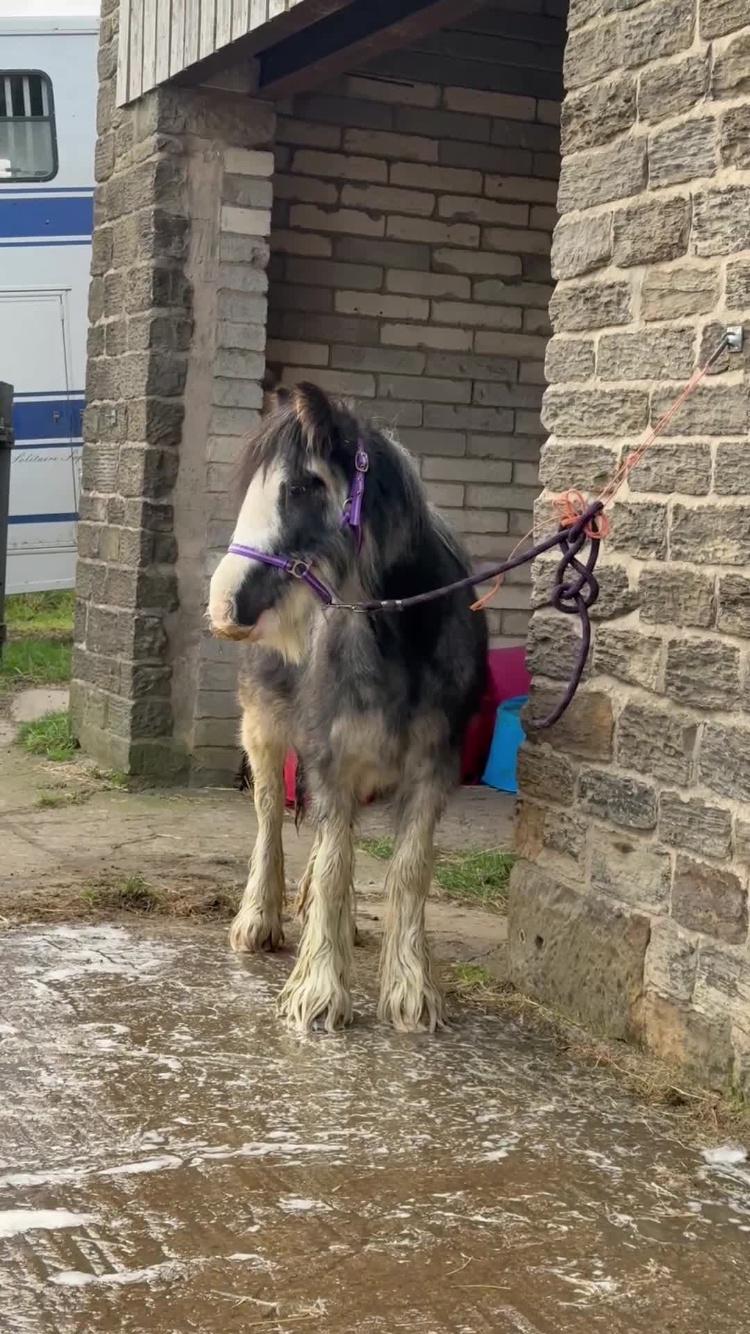 Irish Cob horses for sale: 12hh 2 year old gelding to make 12.2/3hh  - Video 2