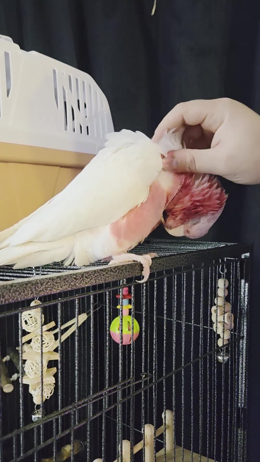 Cockatoo birds for sale: Silly Tame Hand Reared Lutino Galah  - Video 2