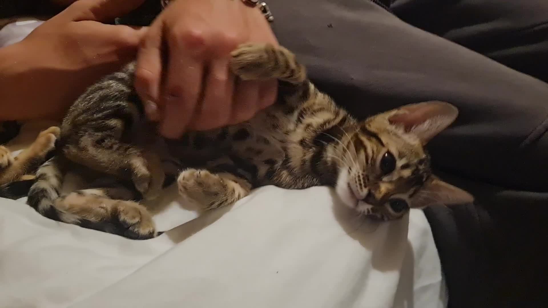Bengal cats for sale: TICA Registered Pedigree Brown Bengal Kittens - Video 3
