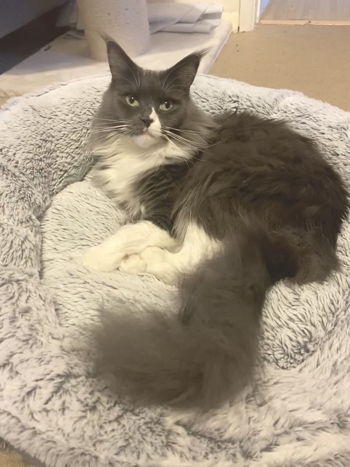 Maine Coon cats for sale: big fluffy blue girl - Video 2