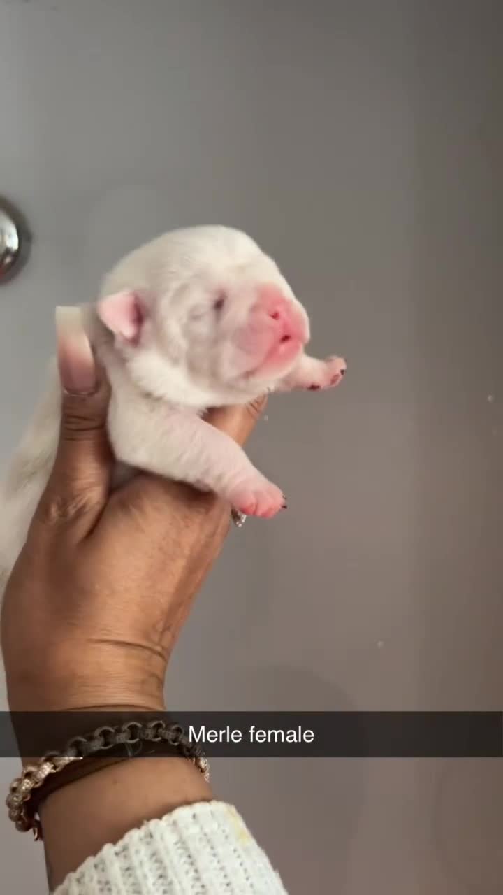 English Bulldog dogs for sale: Beautiful English bulldog puppies ***10/10DNA - Video 3