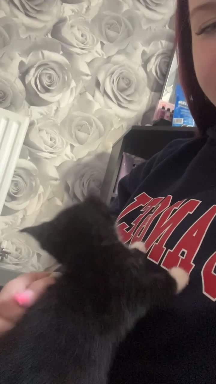 Mixed Breed cats for sale: Male Black & White Kitten - Video 2