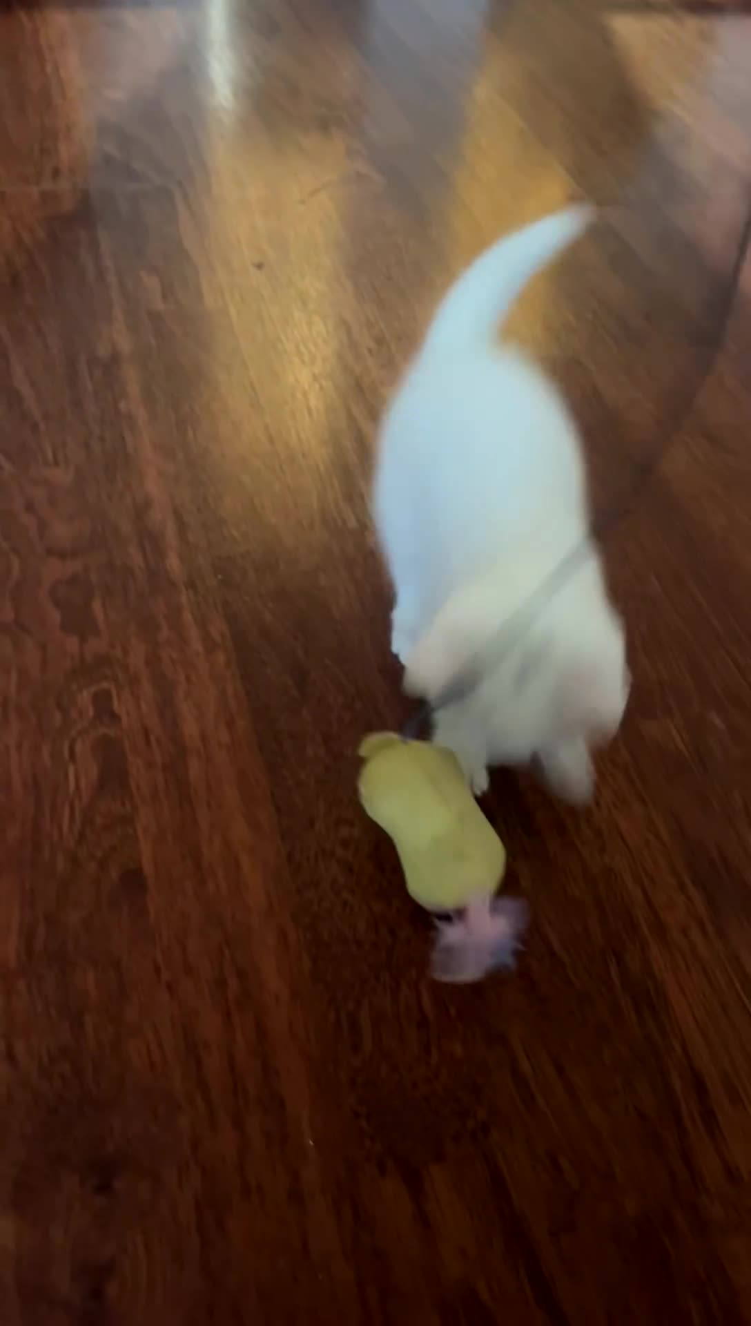 Mixed Breed cats for sale: White fluffy kitten adorable. BSH/Blue BSH mixed - Video 1