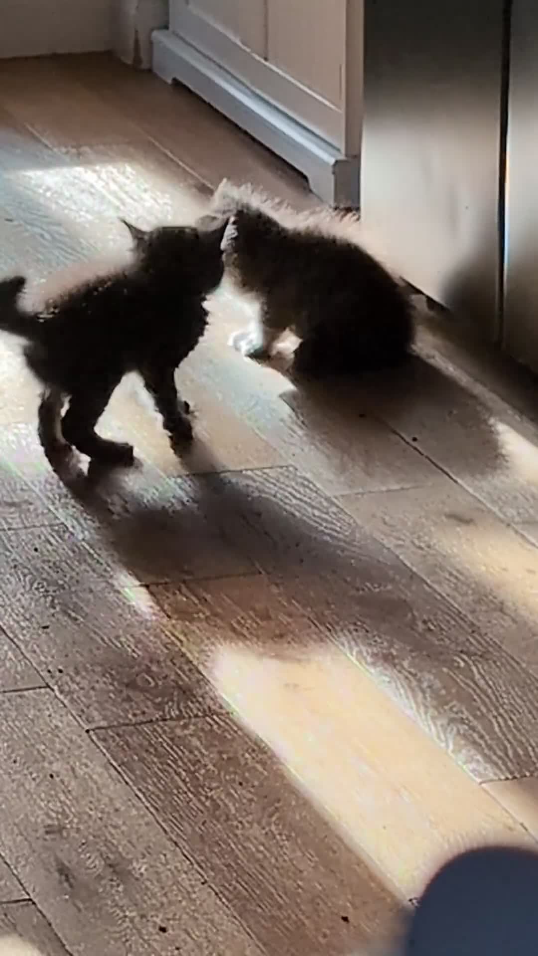 Mixed Breed cats for sale: 4 Sweet kittens!! - Video 1