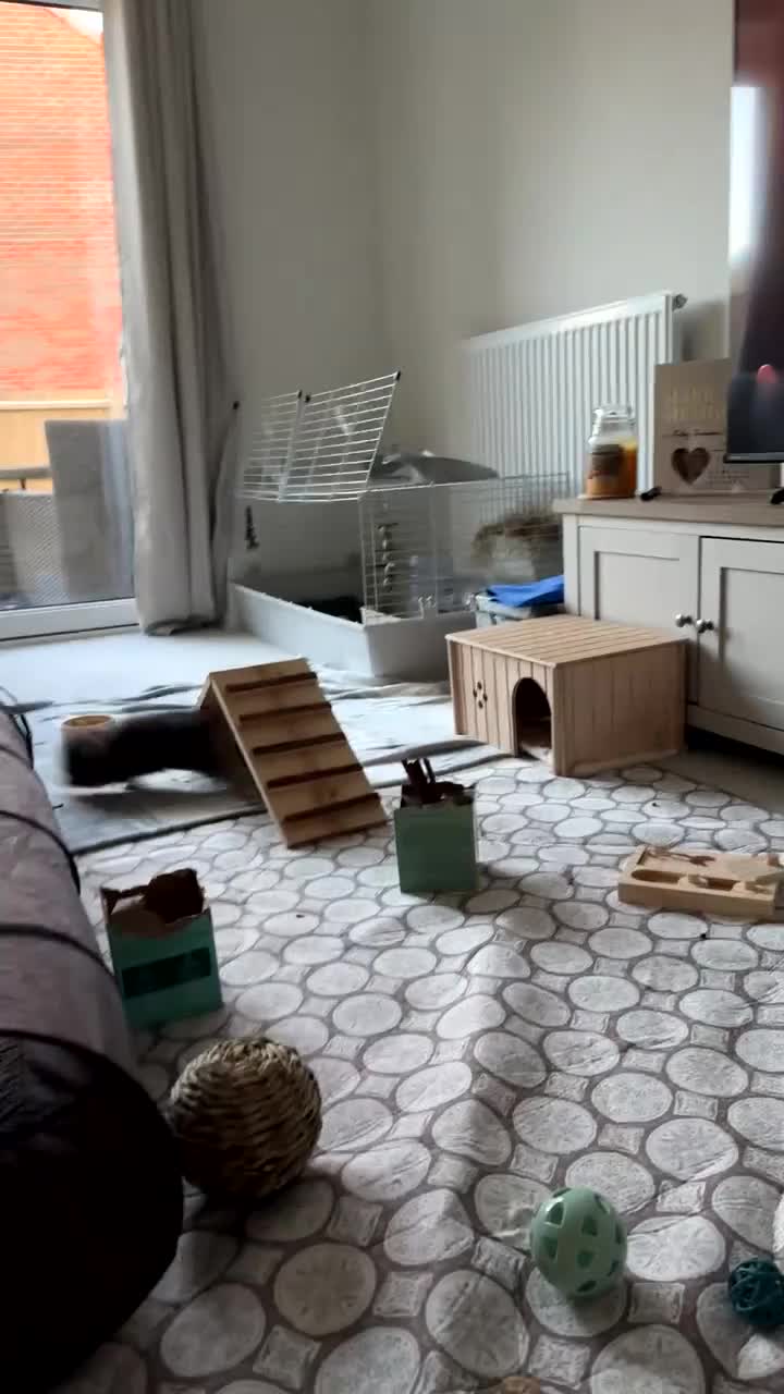 Mini Lop rabbits for sale: Two Male Mini Lops in Clacton-on-Sea - Video 3