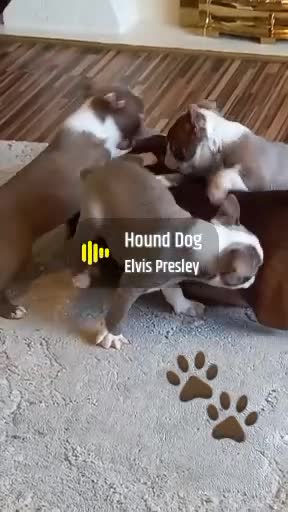 Boston Terrier dogs for sale: Last remaining girl looking for loving home in Stafford - Video 1