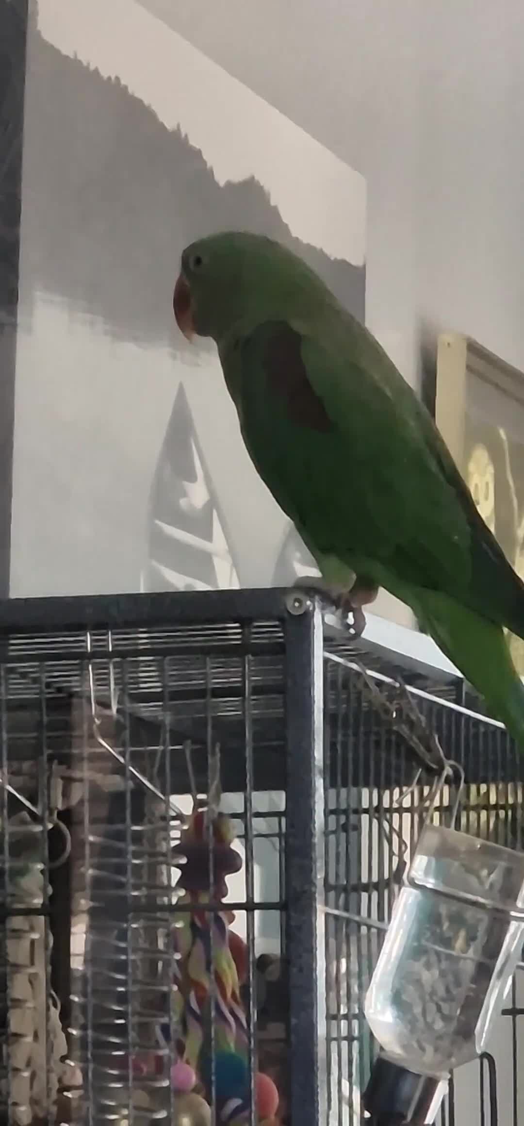 Parrots birds for sale: Alexsandrine Parrot - Video 1