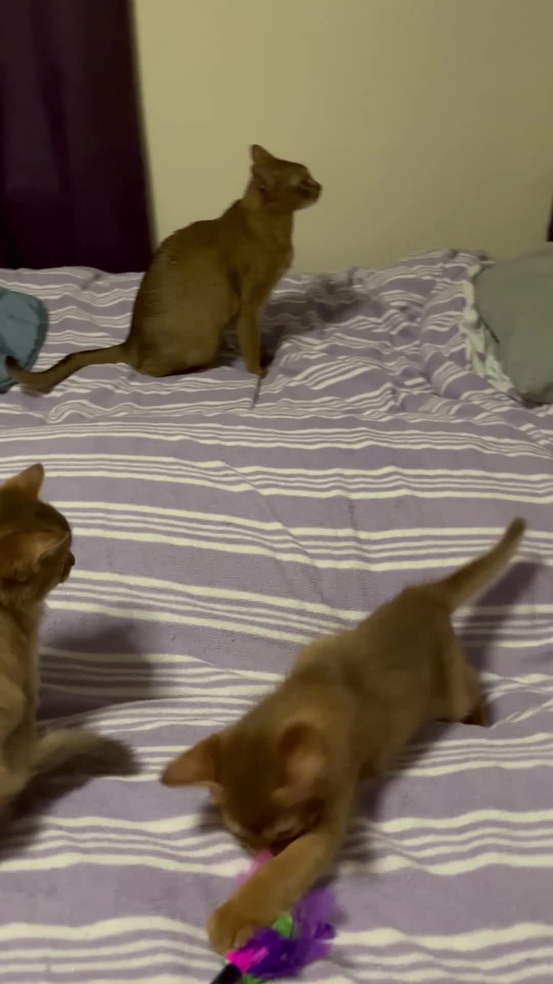 Abyssinian cats for sale: Abyssinian boy available INDOOR HOME ONLY - Video 1