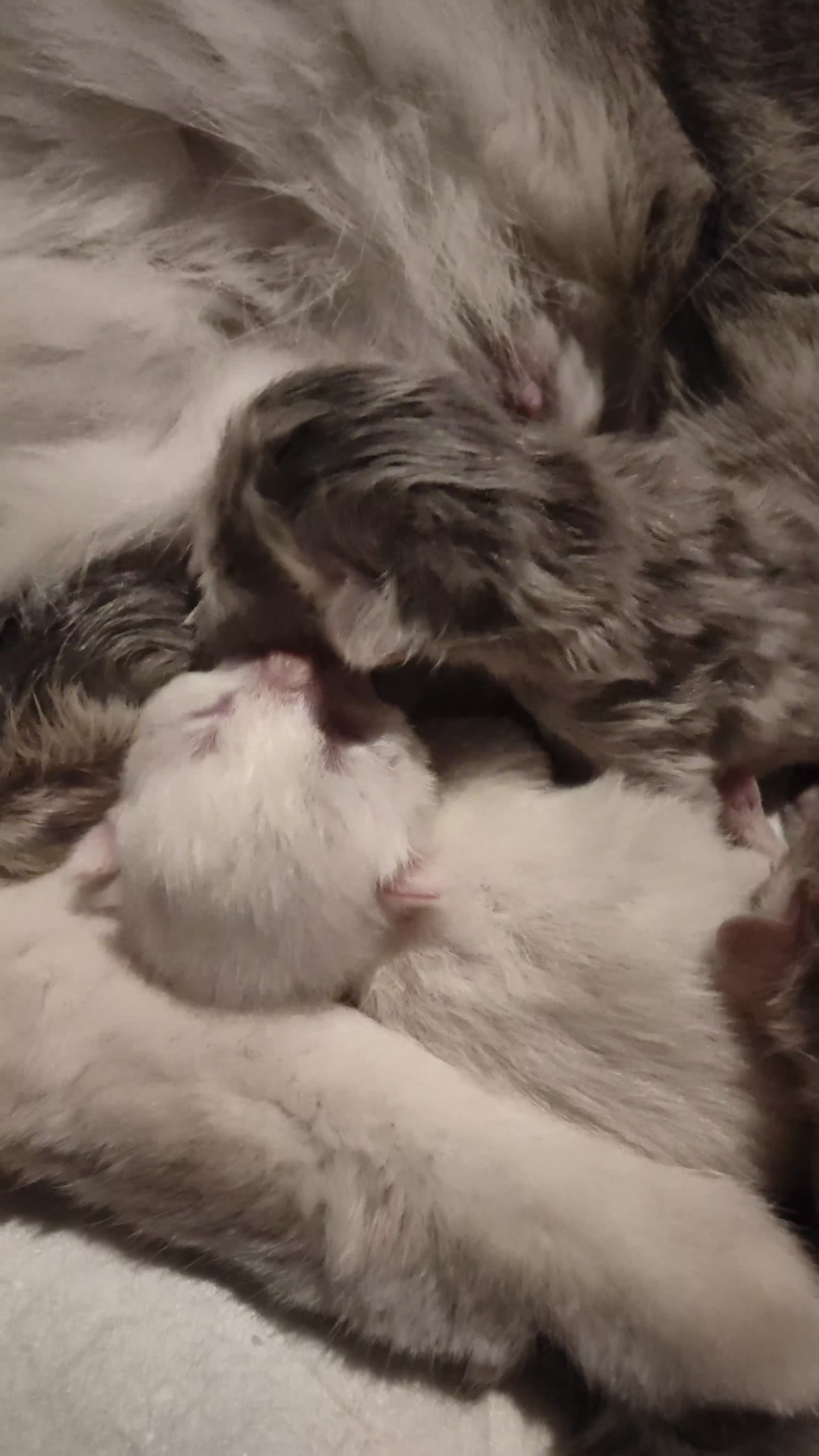 Scottish Fold cats for sale: Scottish fold - Video 1