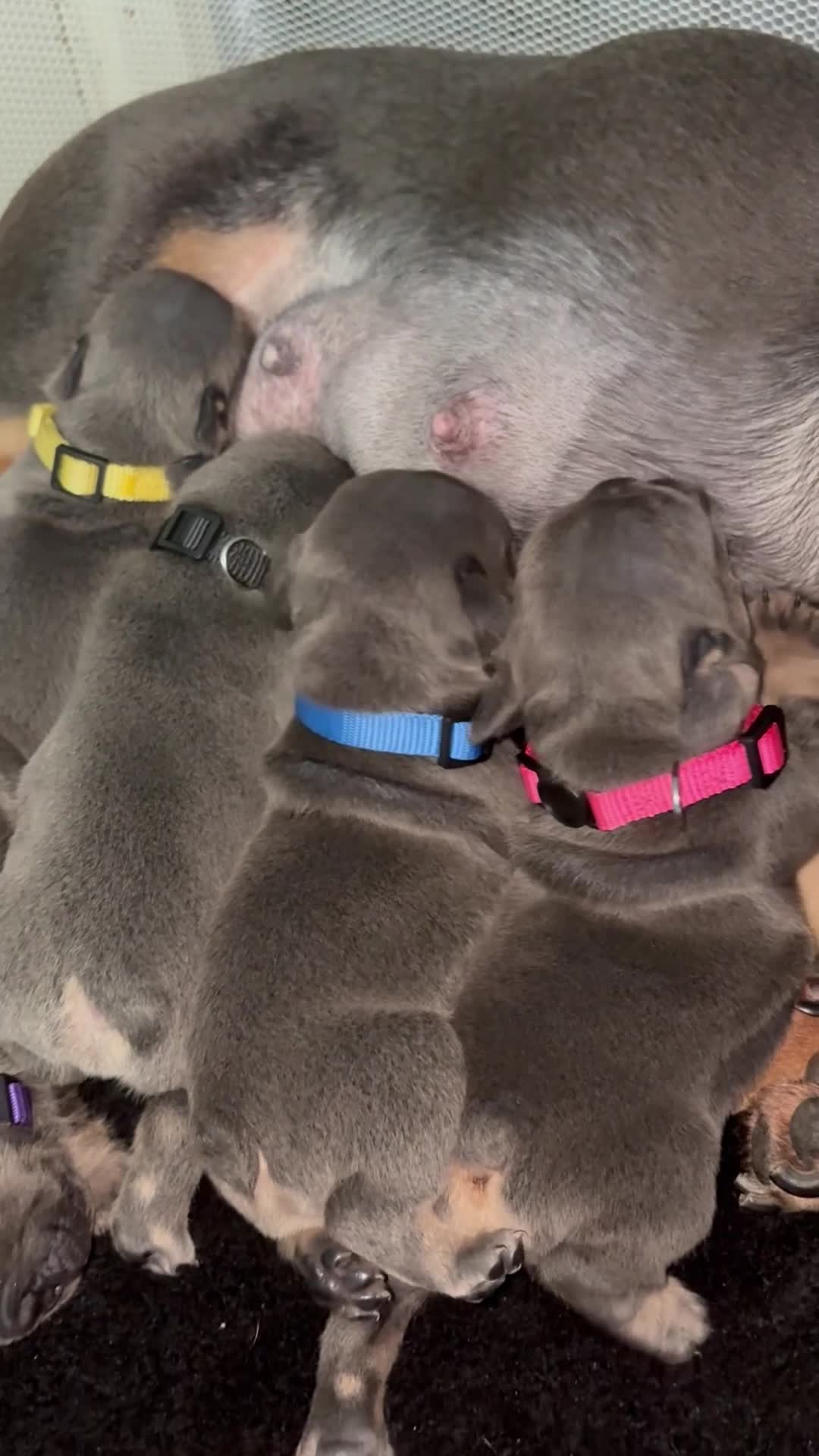 French Bulldog dogs for sale: Beautiful healthy french bulldogs  - Video 1