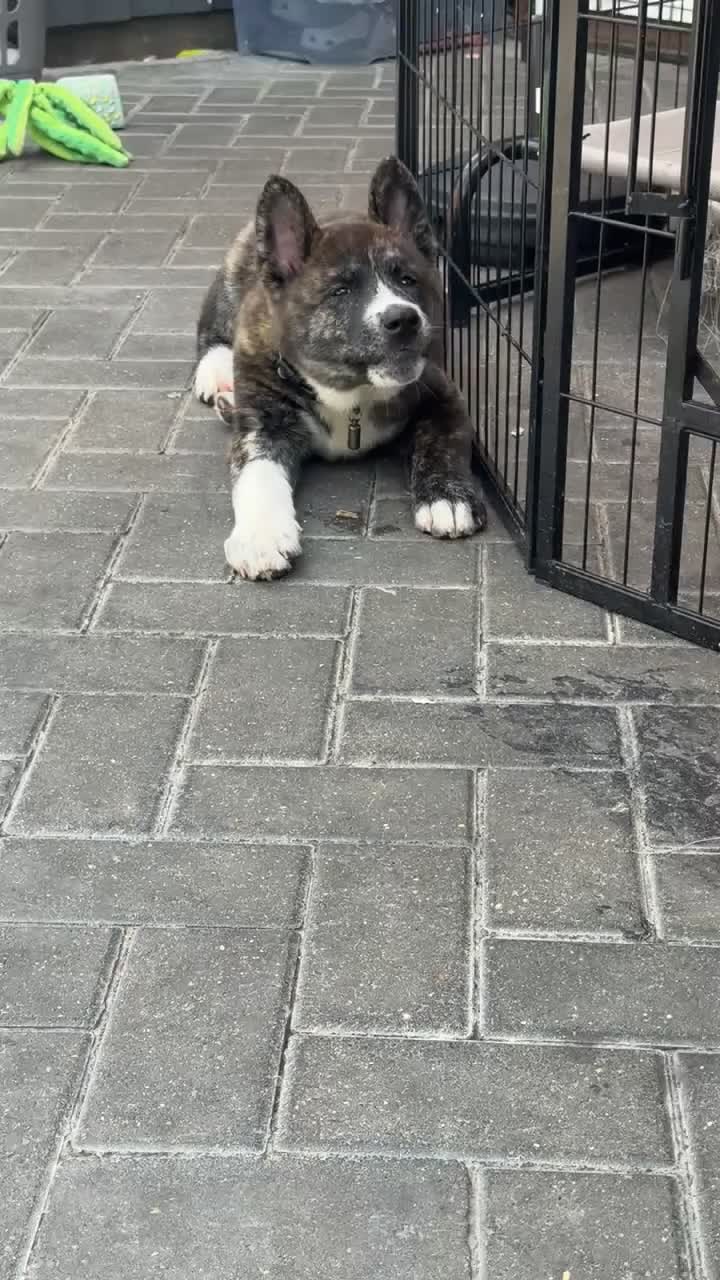 Akita dogs for sale: American akita - Video 3