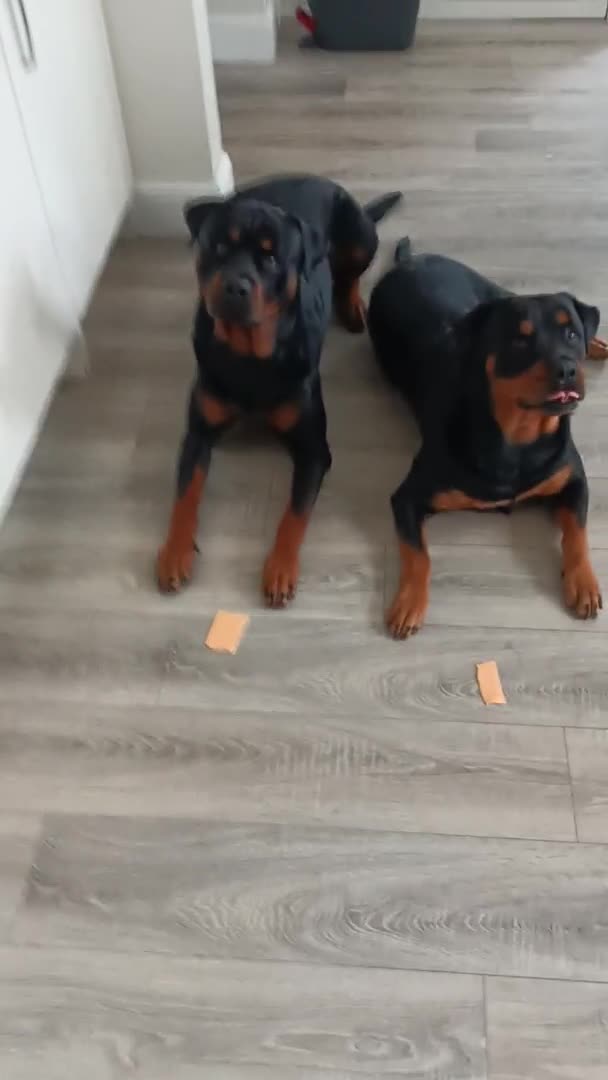 Rottweiler dogs for stud: Rottweiler for stud full pedigree, health tested  in Prescot - Video 2