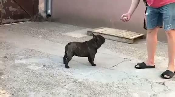 French Bulldog dogs for stud: **International Champion French Bulldog - AT STUD - Video 1