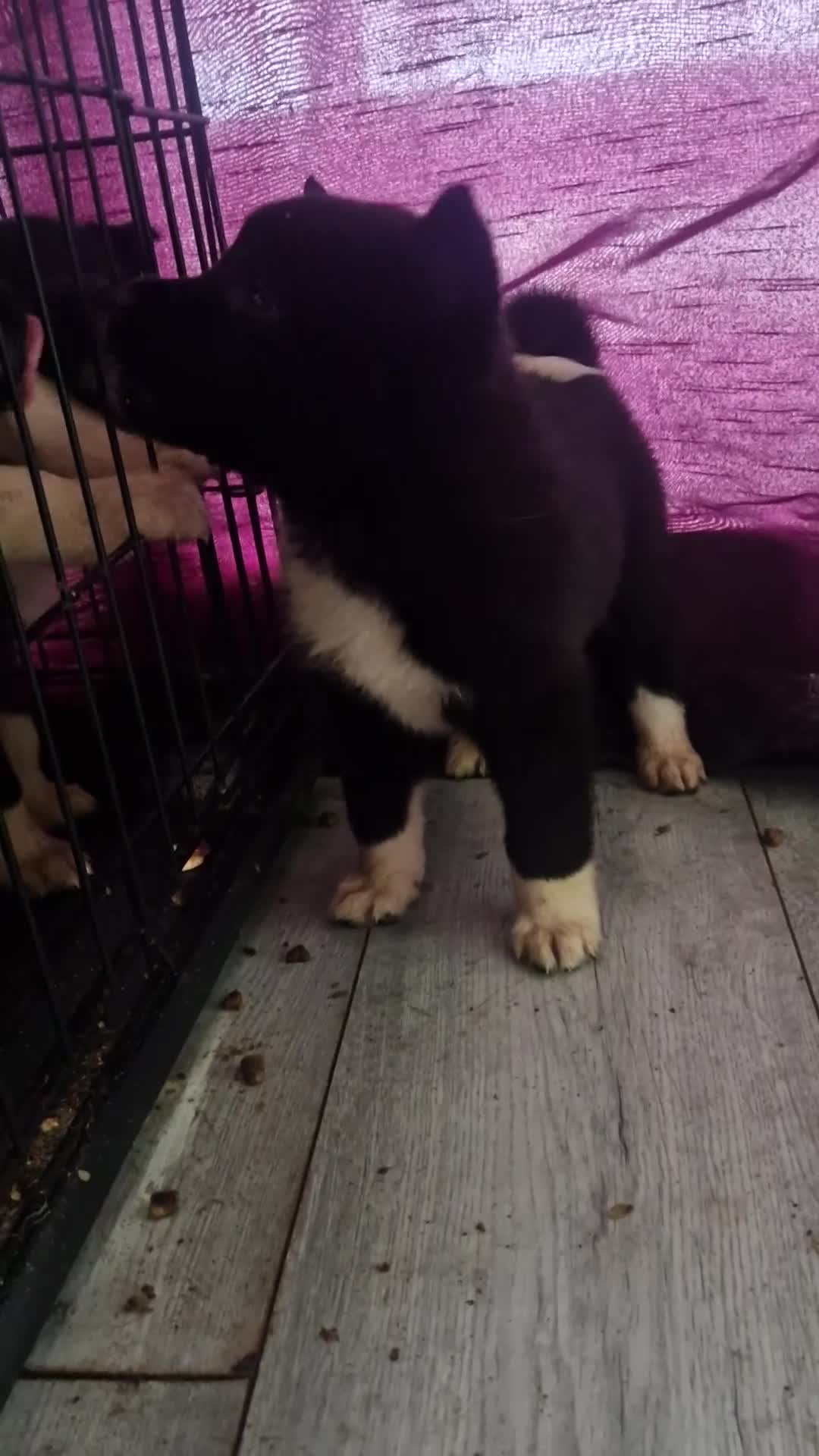 Akita dogs for sale: BEAUTIFUL  AMERICAN AKITAS - Video 3