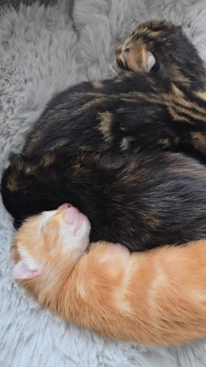 Mixed Breed cats for sale: Bengal x - Video 1