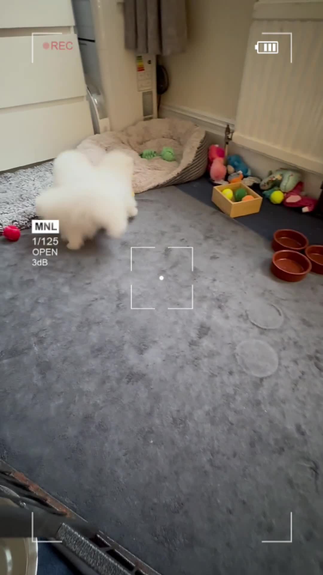 Pomeranian dogs for sale: Pure breed Pomeranian boy and girls  in London - Video 2