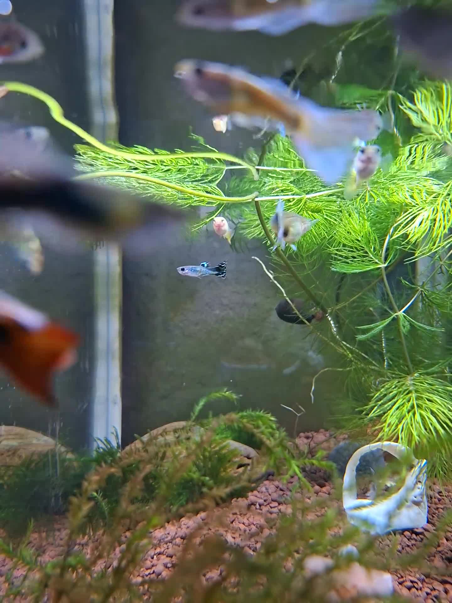 Bettas fish for sale: guppies mix - Video 1
