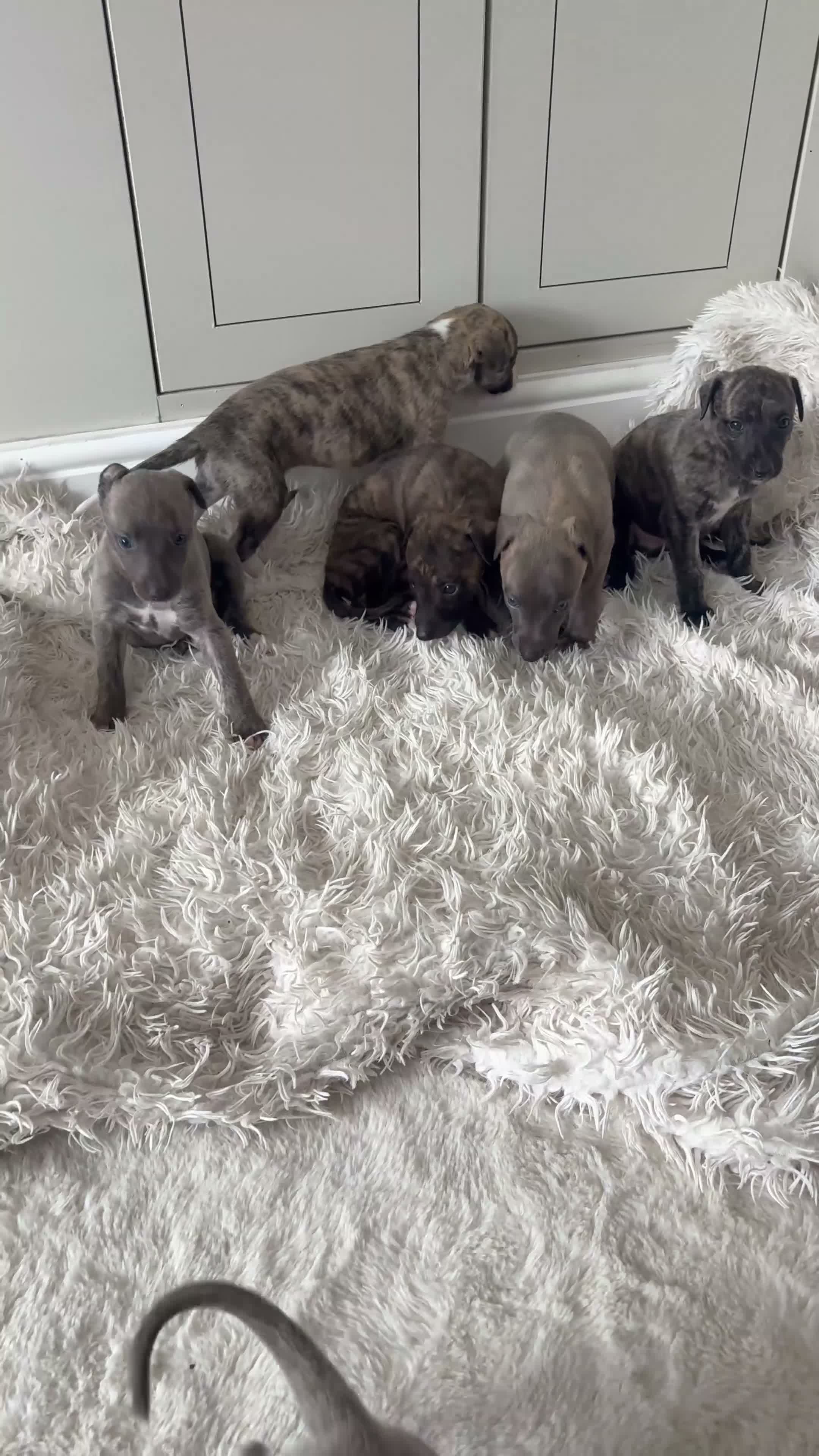 Whippet dogs for sale: Beautiful Whippet Puppies  - Video 1