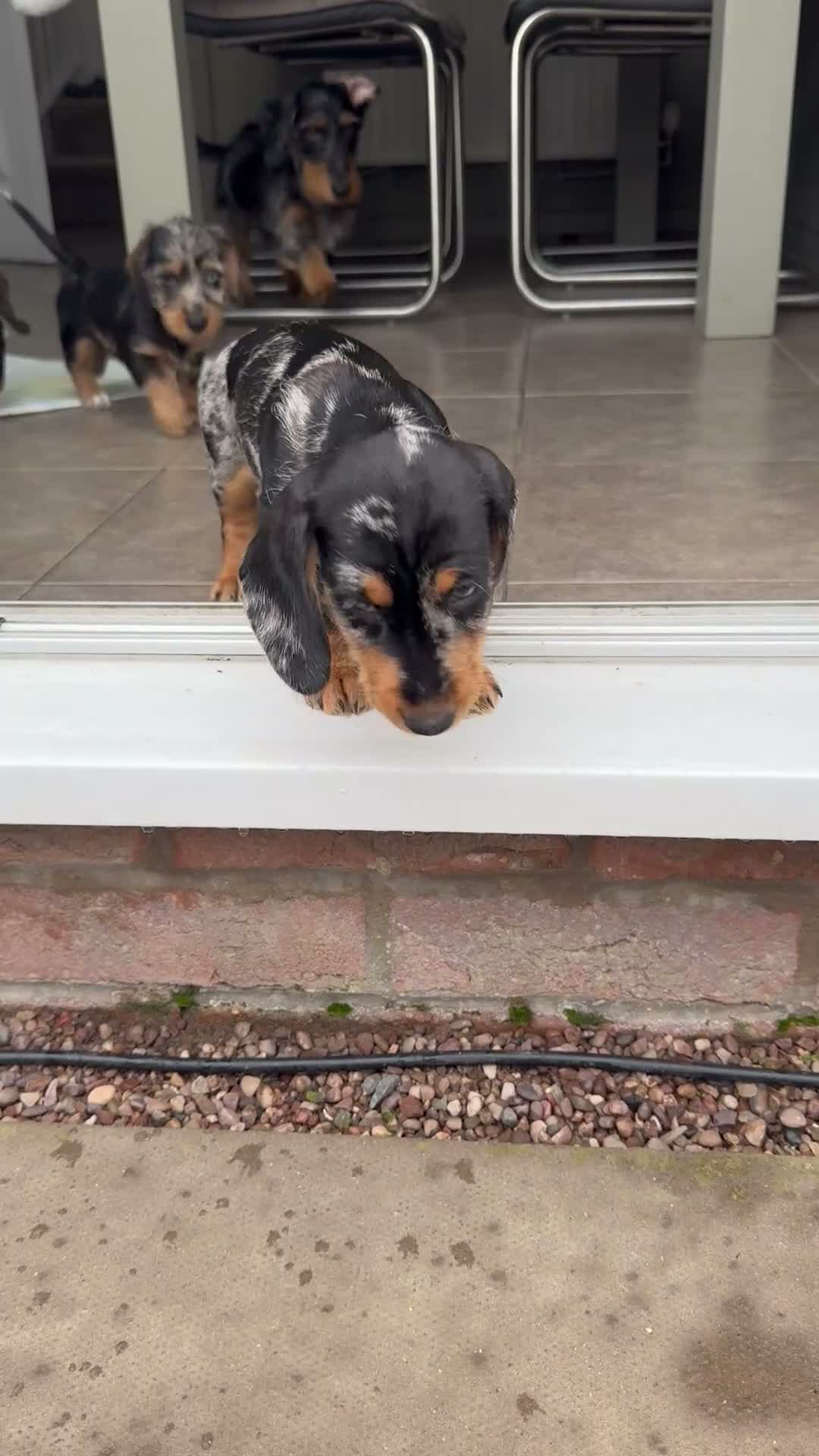 Dachshund dogs for sale: Standard wire haired dachshund  - Video 1