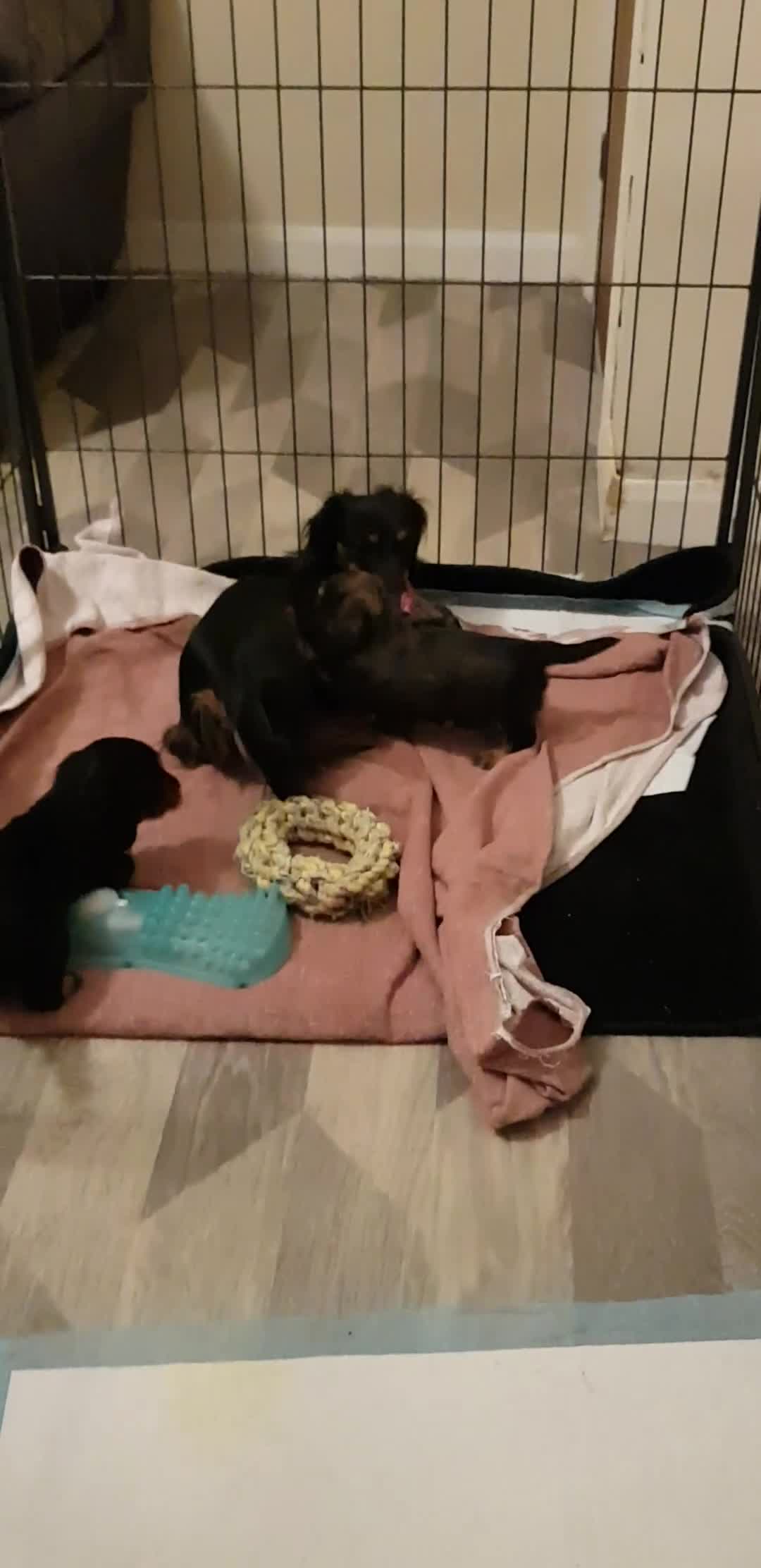 Miniature Dachshund dogs for sale: Miniature longhaired Dashchounds  - Video 1