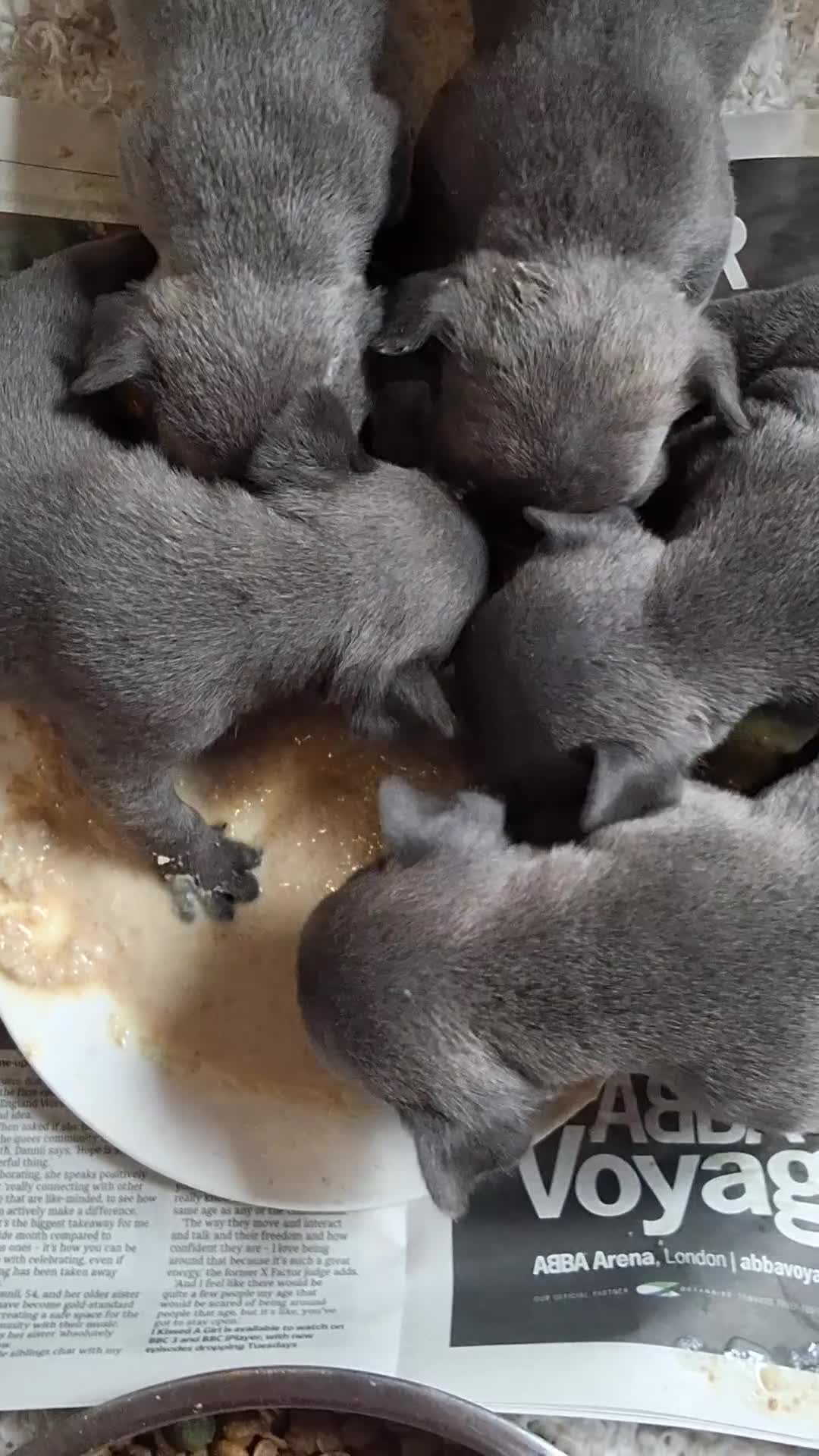 French Bulldog dogs for sale: 🐾 FRENCH BULLDOG PUPPIES | OUTSTANDING PEDIGREE • - Video 1
