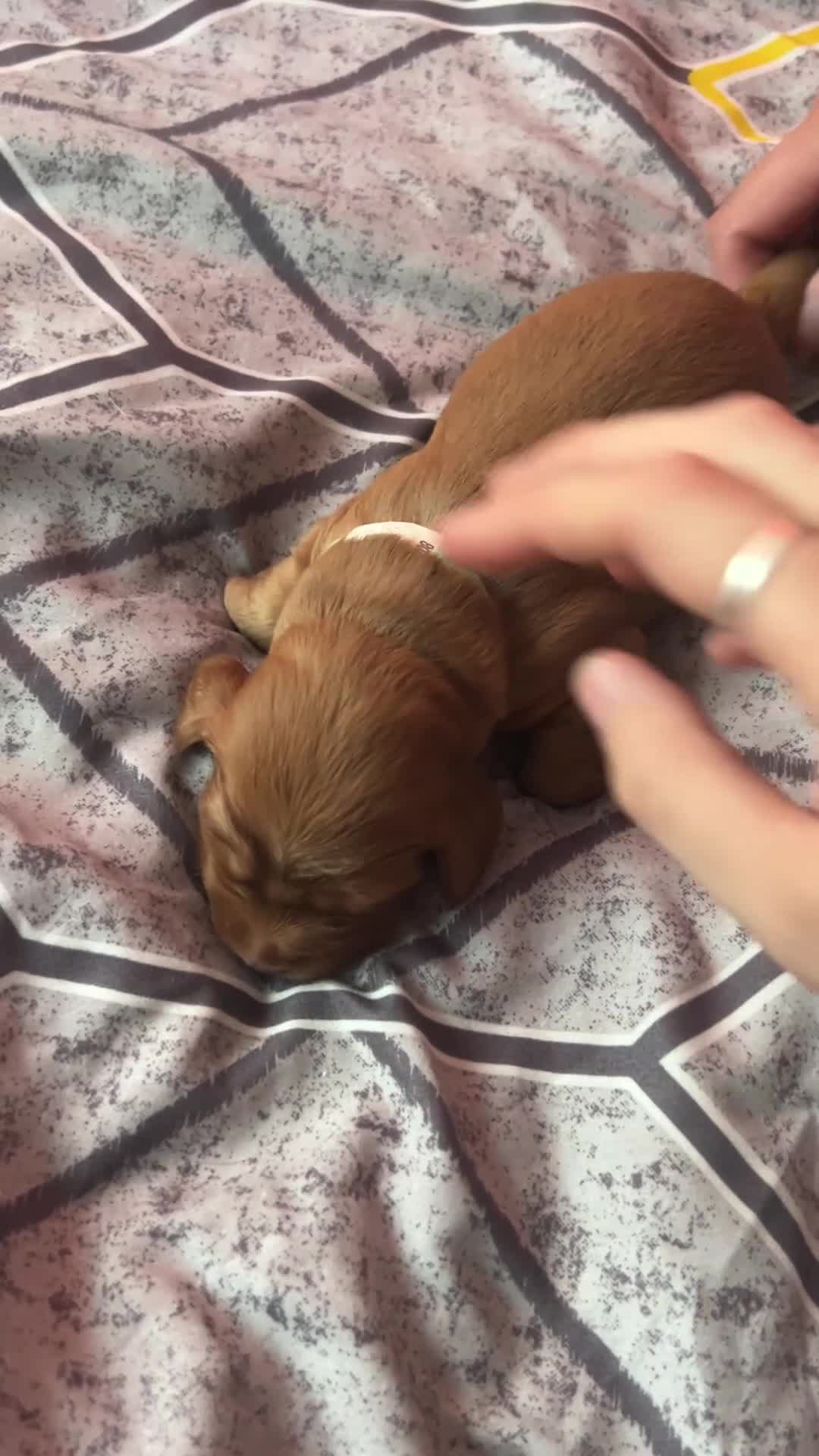 Cocker Spaniel dogs for sale: 🐾 Beautiful Cocker Spaniel Puppies 🐶 - Video 2