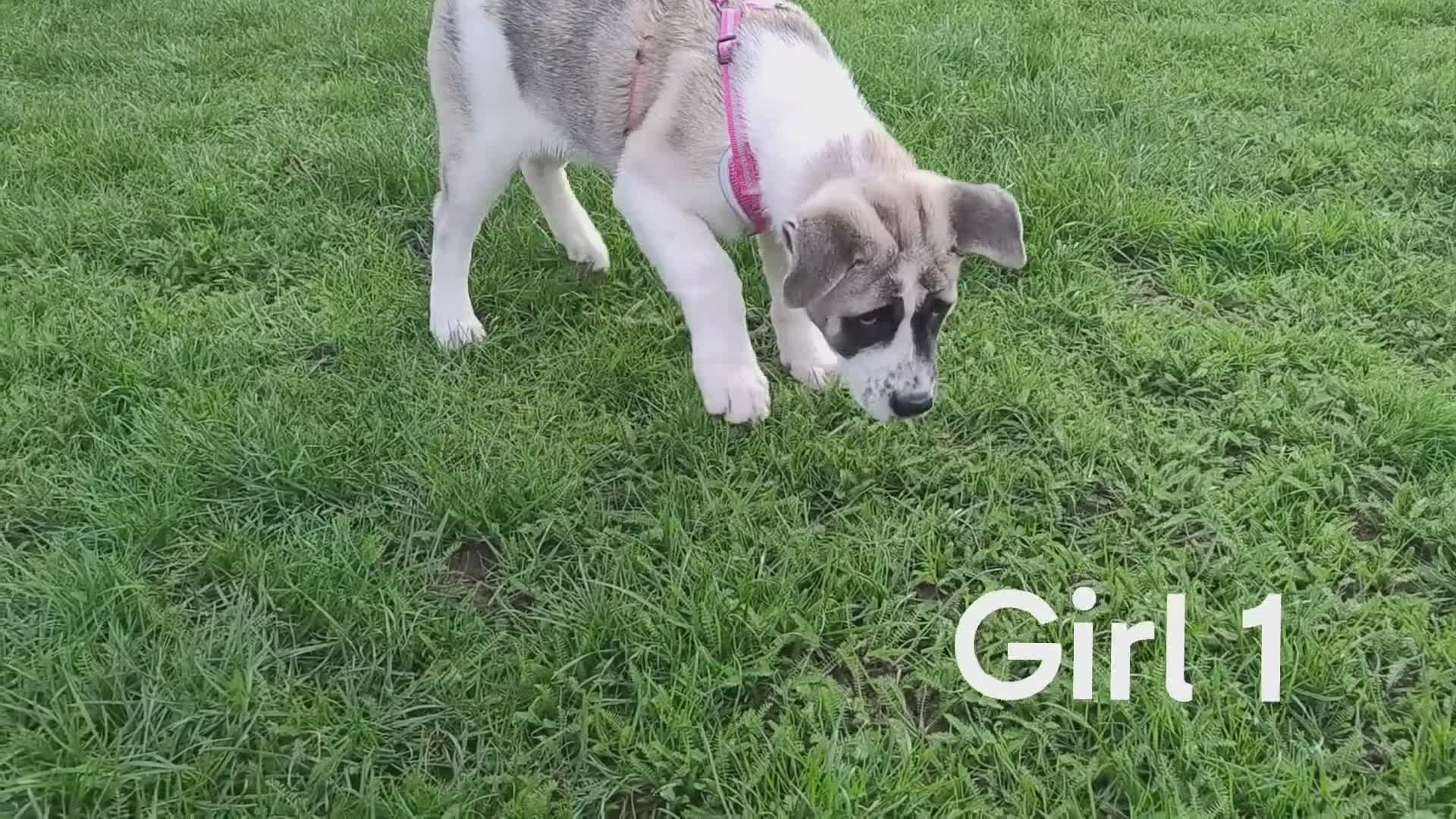 Akita dogs for sale: Two American Akita girls for sale (reduced price) - Video 2