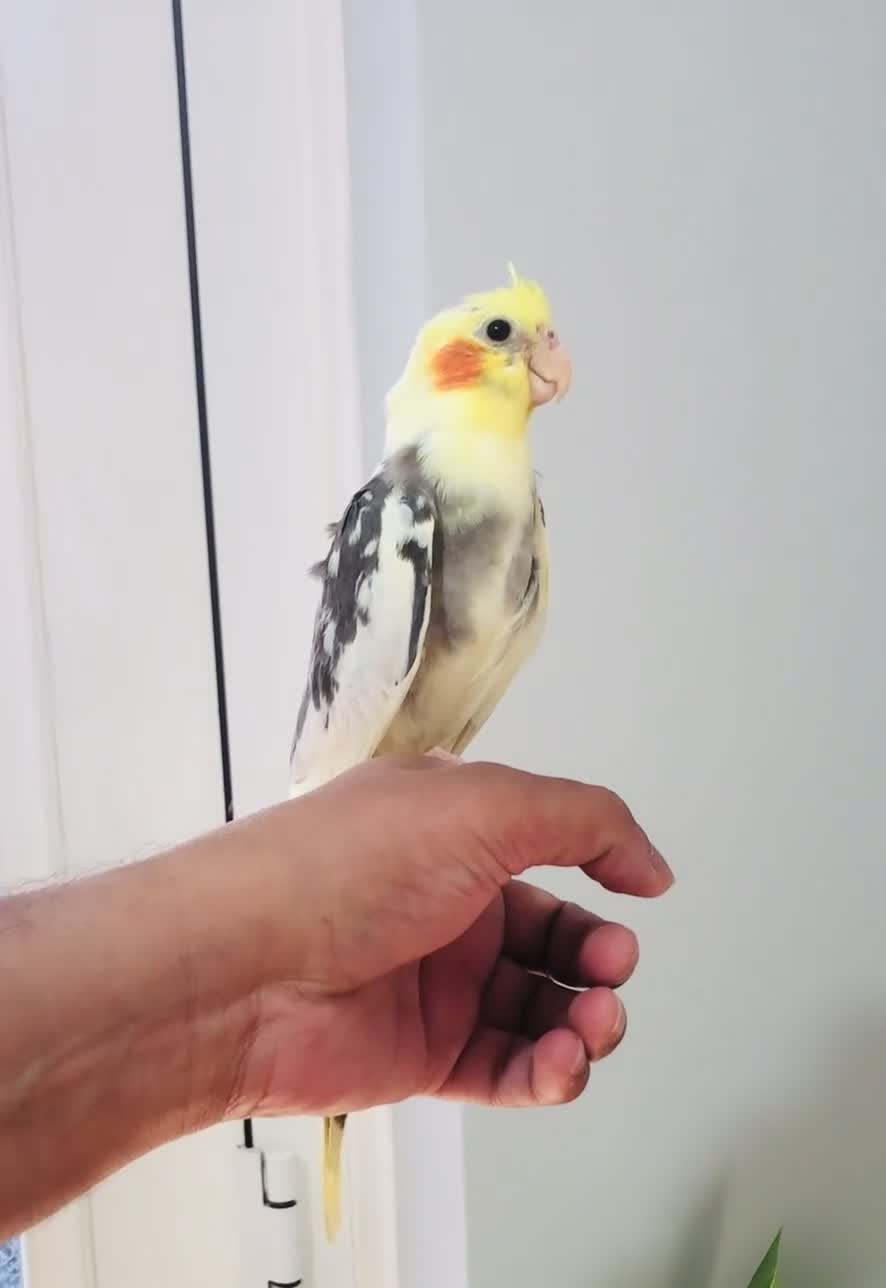 Cockatiels birds for sale: Beautiful hand tamed cockatiels for sale. - Video 2