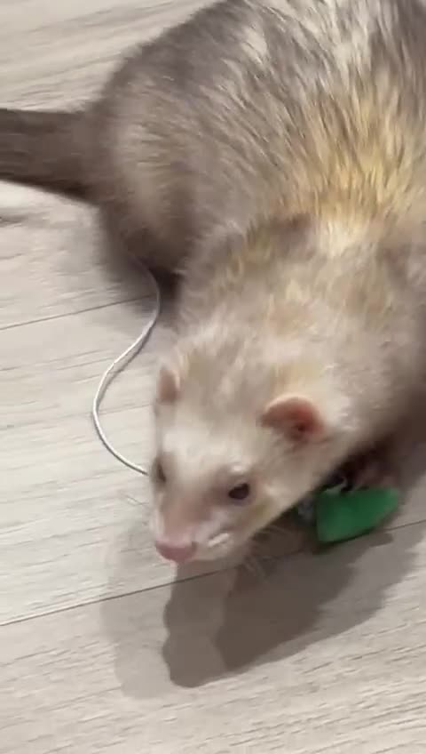 Ferret rodents for sale: Male ferret for sale  - Video 1