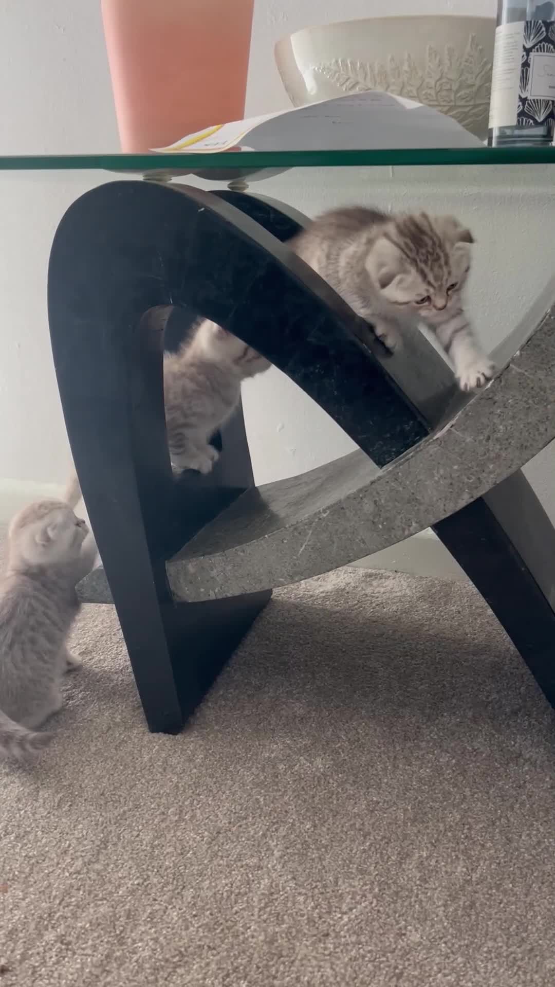 British Shorthair cats for sale: Chocolate spotty Scottish fold kittens - Video 1