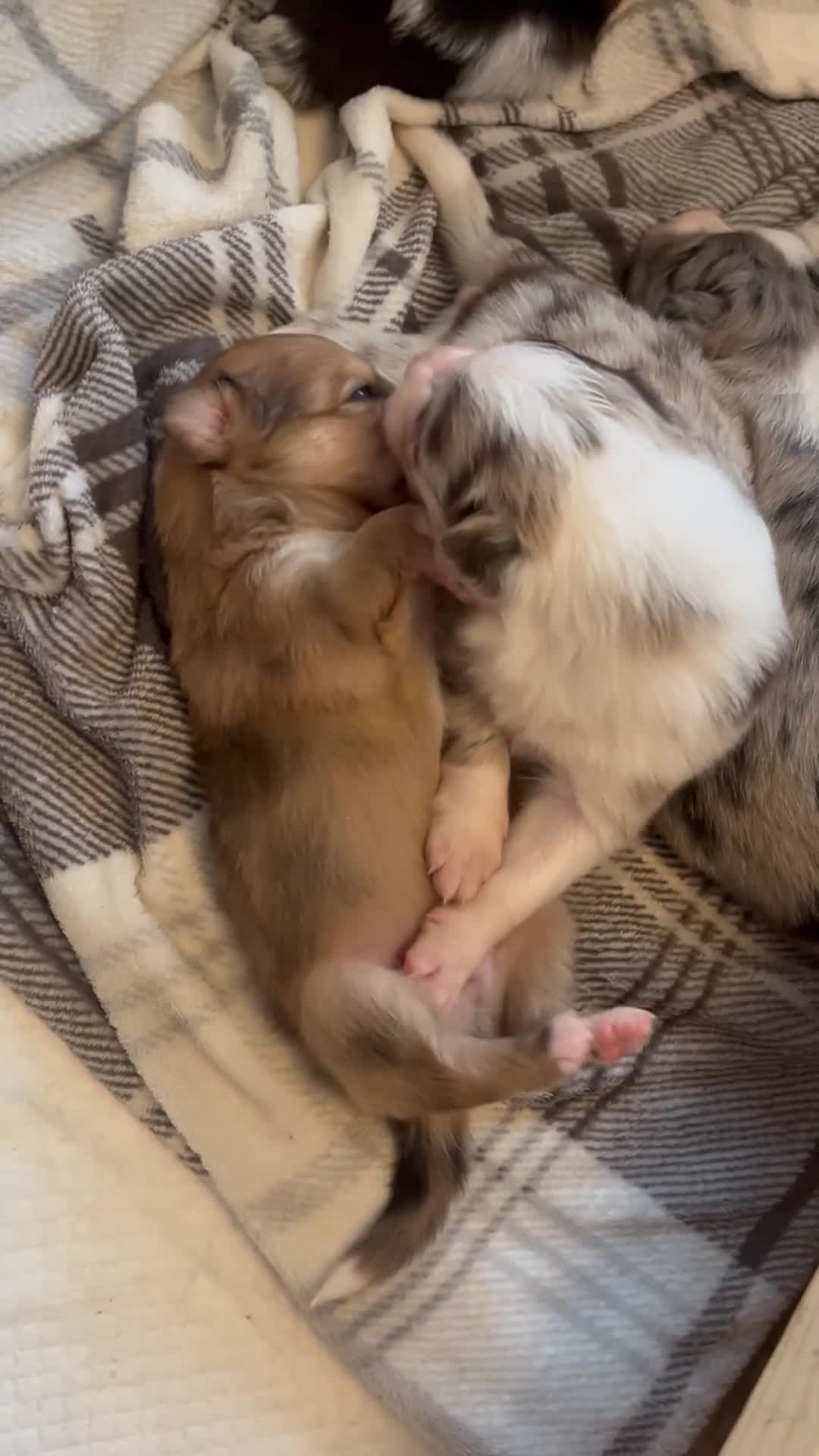 Border Collie dogs for sale: Border Collie pup- Merle, Black, Chocolate, Blonde - Video 2