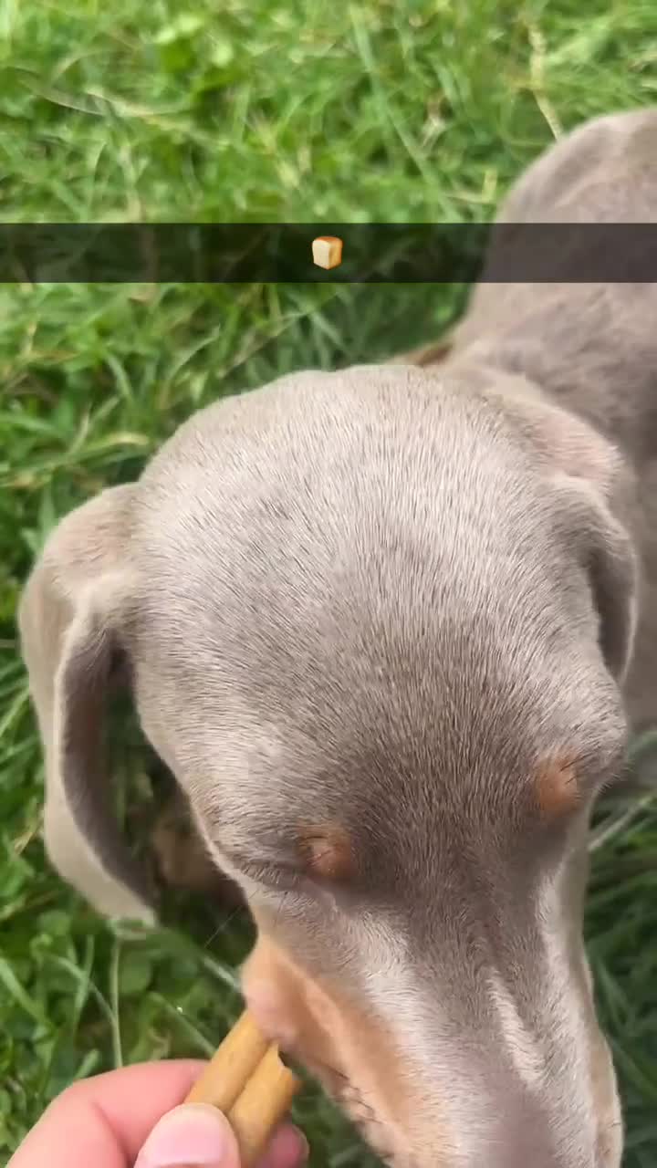 Dachshund dogs for sale: Beautiful isabella blue grey dachshund for sale 2y - Video 1