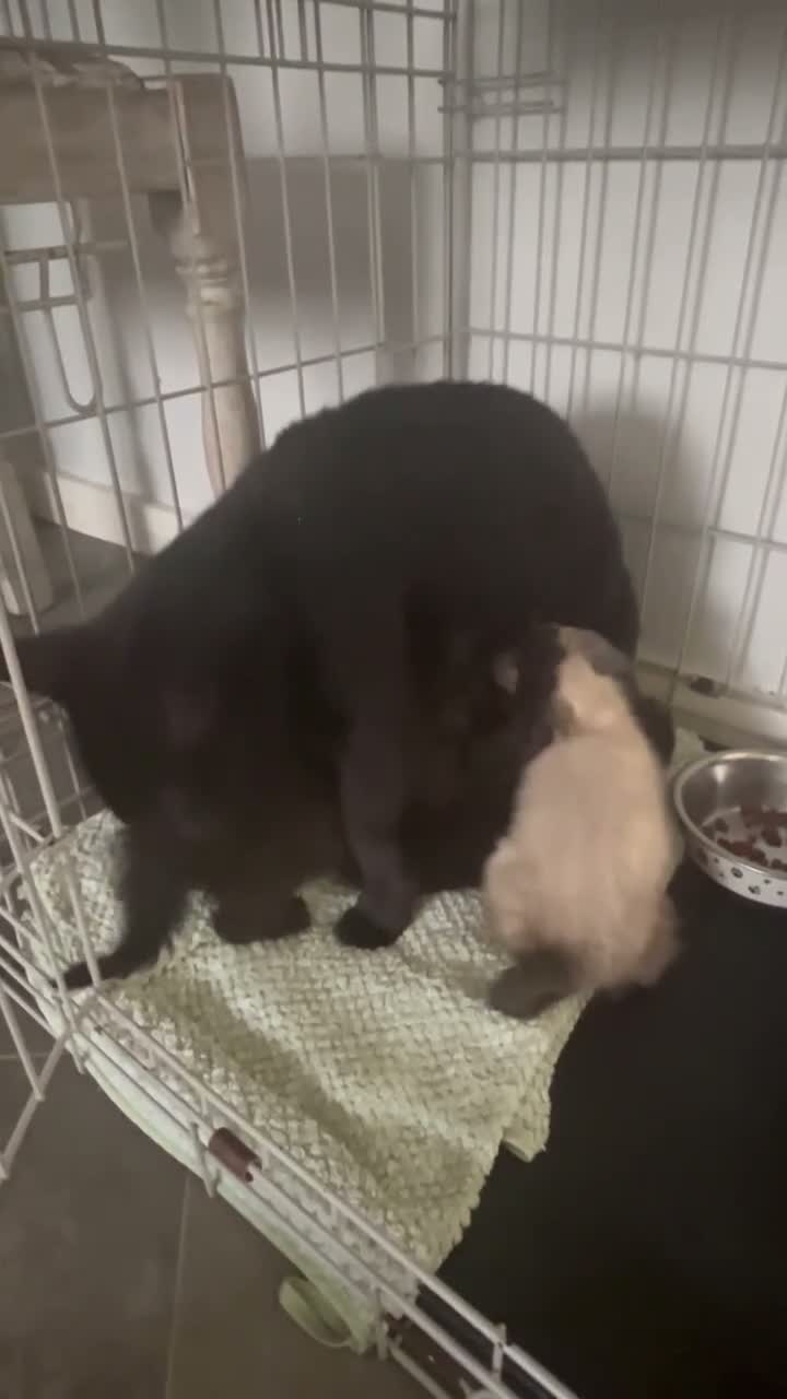 Mixed Breed cats for sale: Kittens ready for their new homes now - Video 1