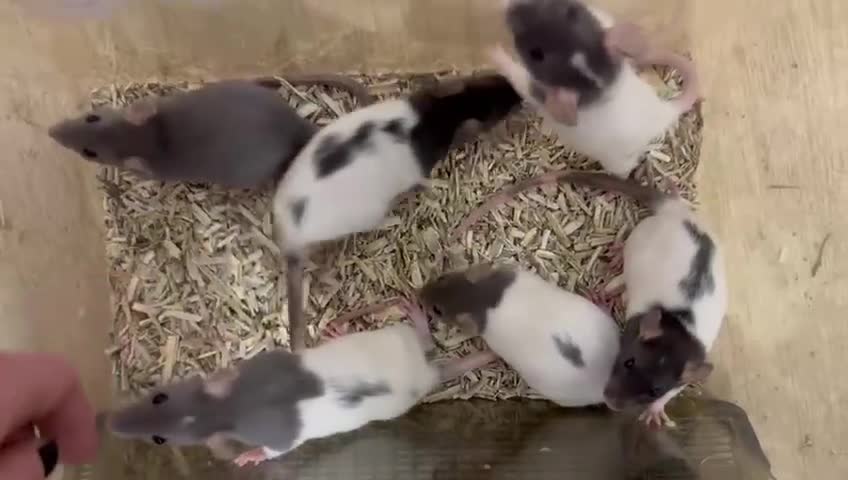 Rat rodents for sale: Baby full size and dwarf rats ready now /January - Video 2