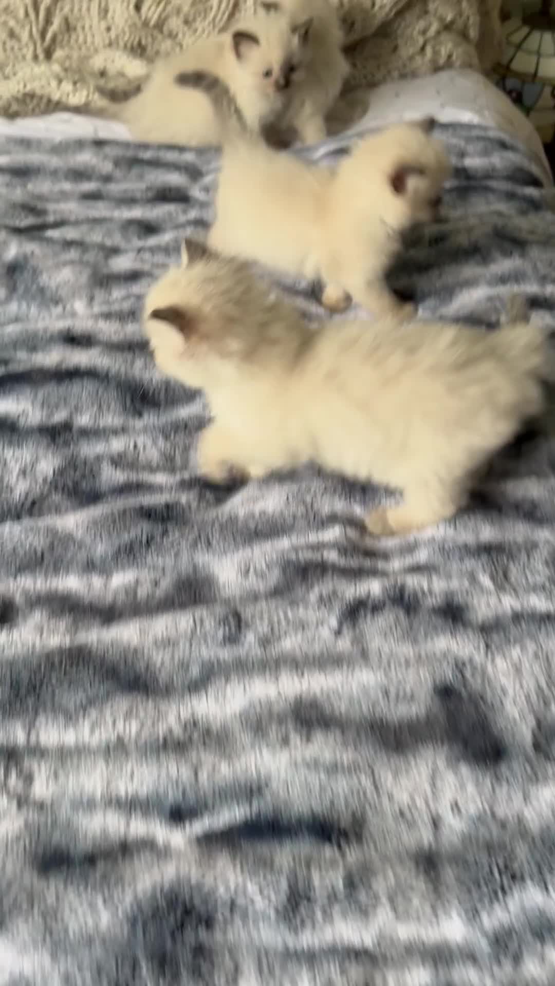 Ragdoll cats for sale: Lynx Seal Point and Seal Ragdoll Kittens - Video 1