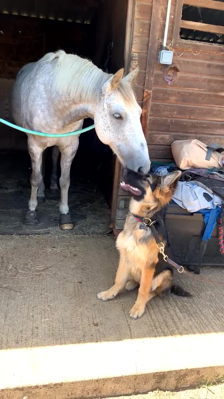 German Shepherd dogs for sale: German shepherd for sale - Video 1