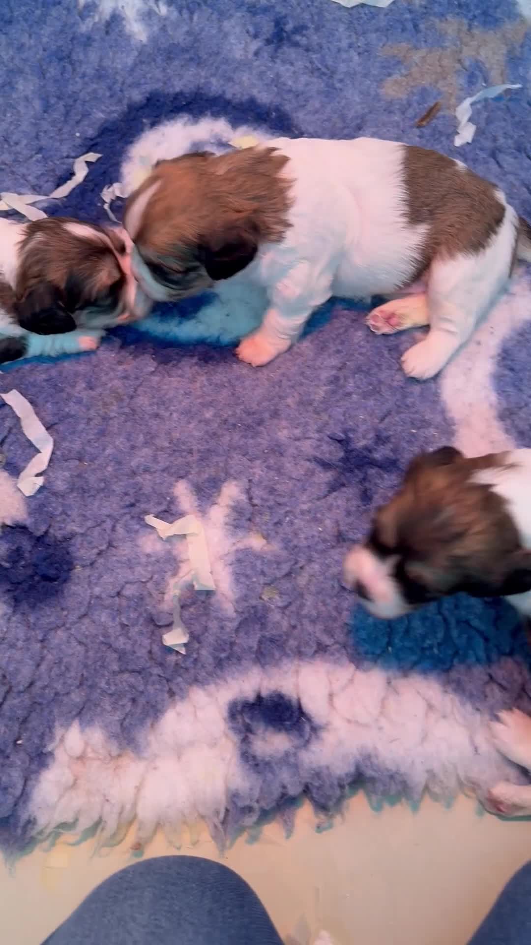 Cavachon dogs for sale: Stunning DNA CLEAR PUPPIES - Video 1